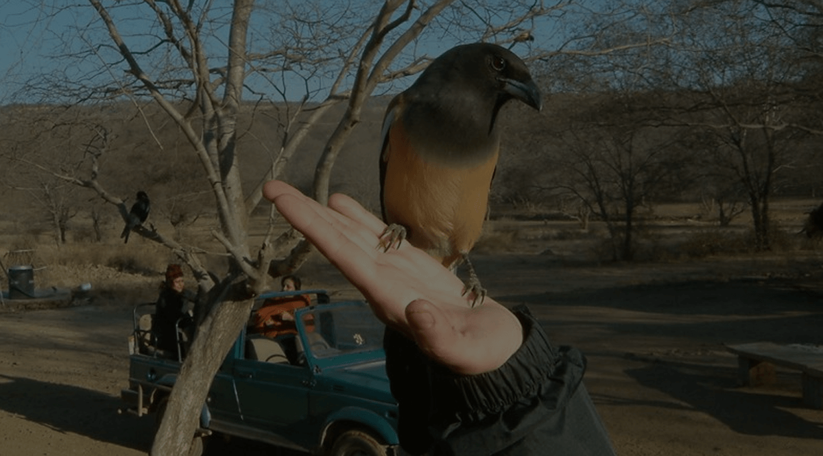 Ranthambore Birdwatching and nature walks